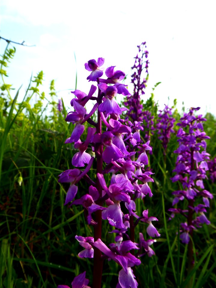 Orchis mascula (L.) L., 1755
