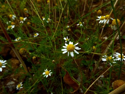 Anthemis cotula L., 1753