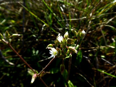 Cerastium pumilum Curtis, 1777