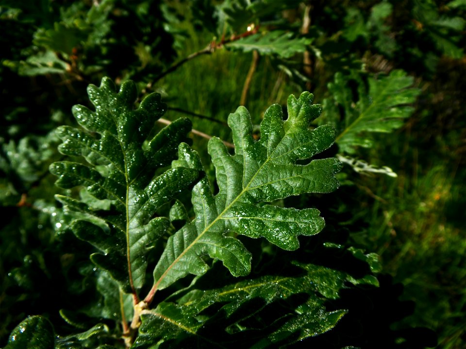 Quercus pyrenaica Willd., 1805
