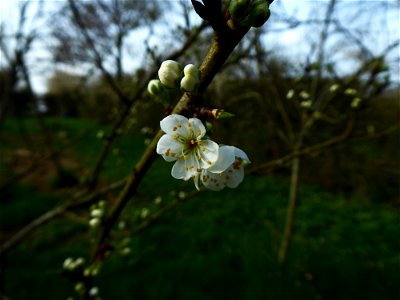 Prunus sp. 'Mirabelle'