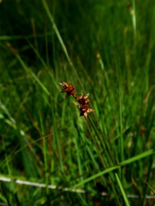 Carex echinata Murray, 1770