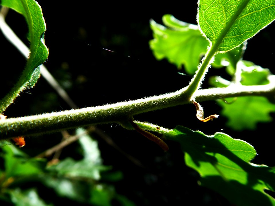 Quercus pubescens Willd., 1805