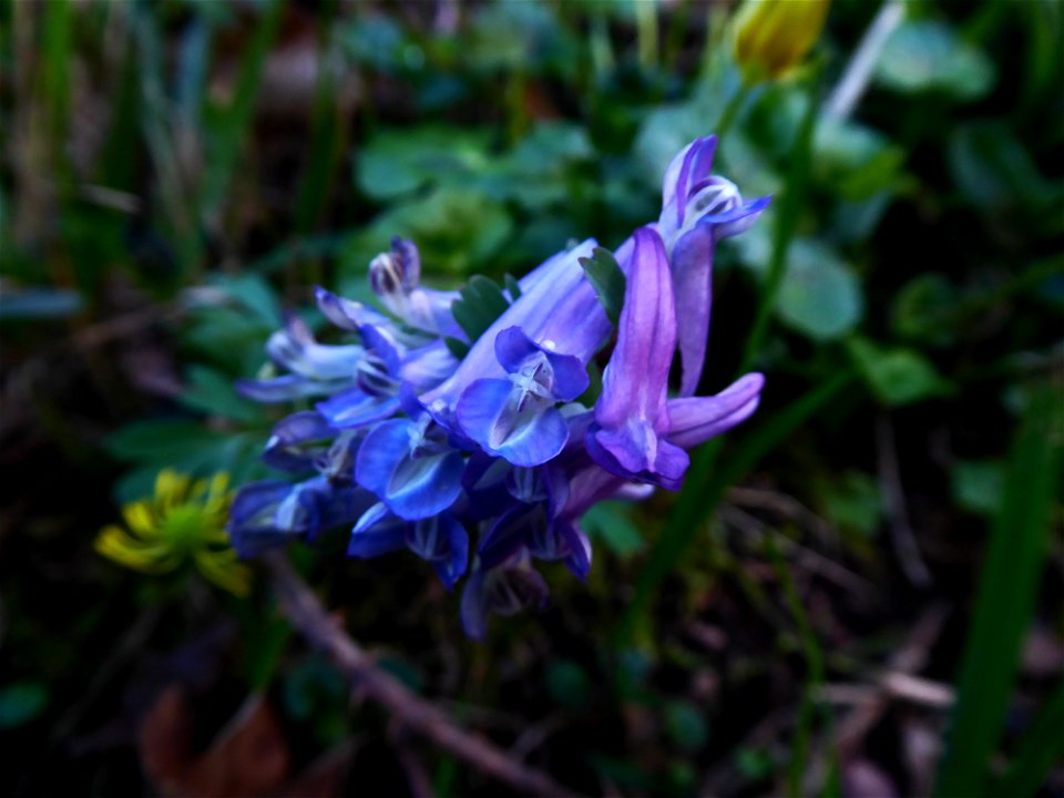 Corydalis solida (L.) Clairv., 1811