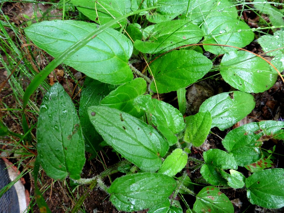 Prunella grandiflora (L.) Scholler, 1775