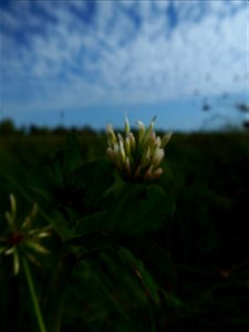Trifolium michelianum Savi, 1798