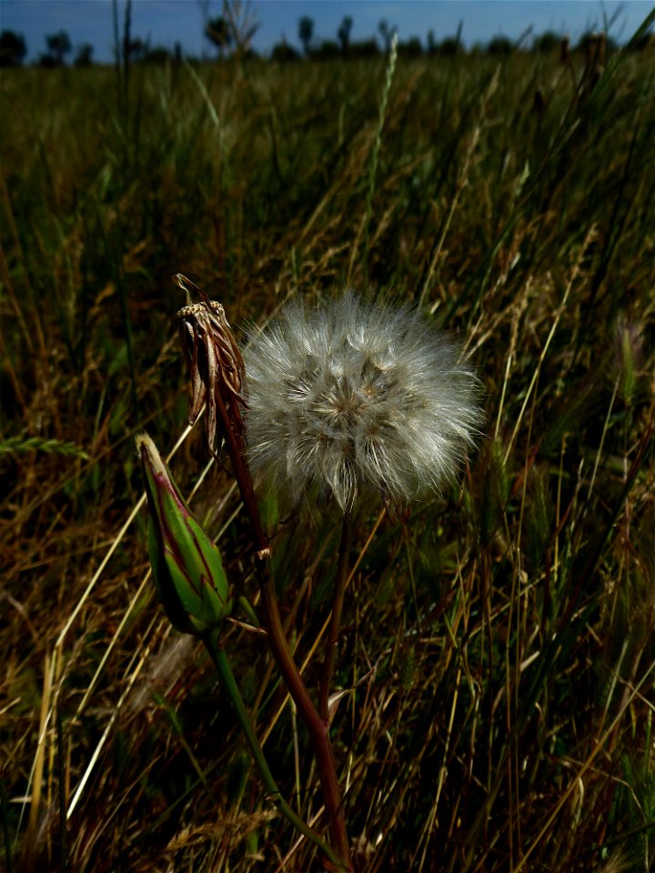 Podospermum laciniatum (L.) DC., 1805