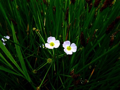 Baldellia ranunculoides (L.) Parl., 1854