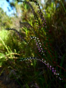 Calluna vulgaris (L.) Hull, 1808