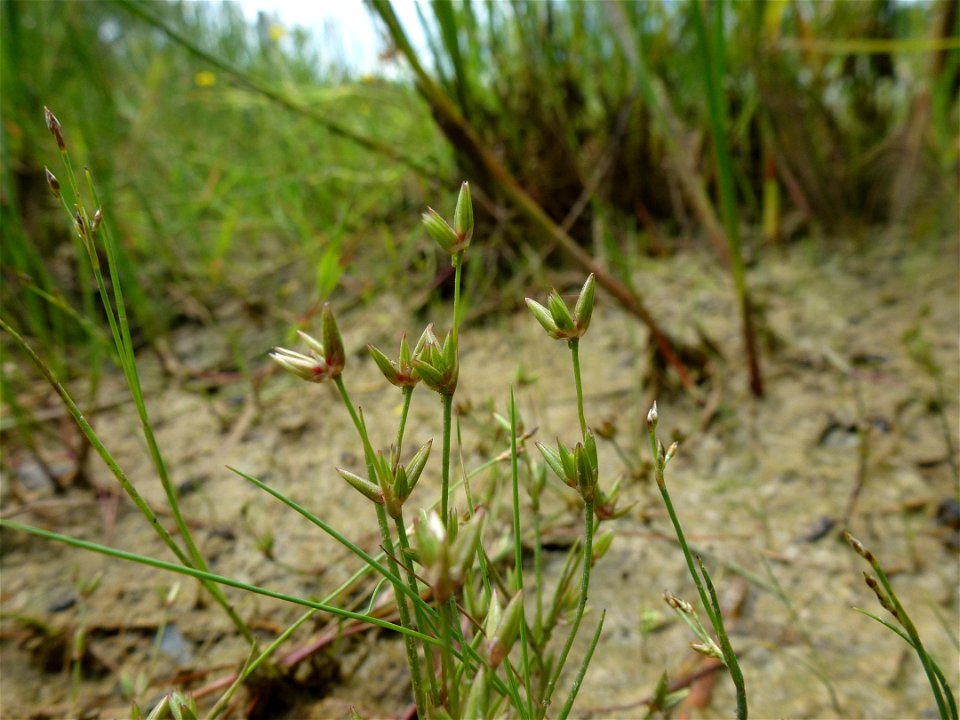 Juncus pygmaeus Rich. ex Thuill., 1799