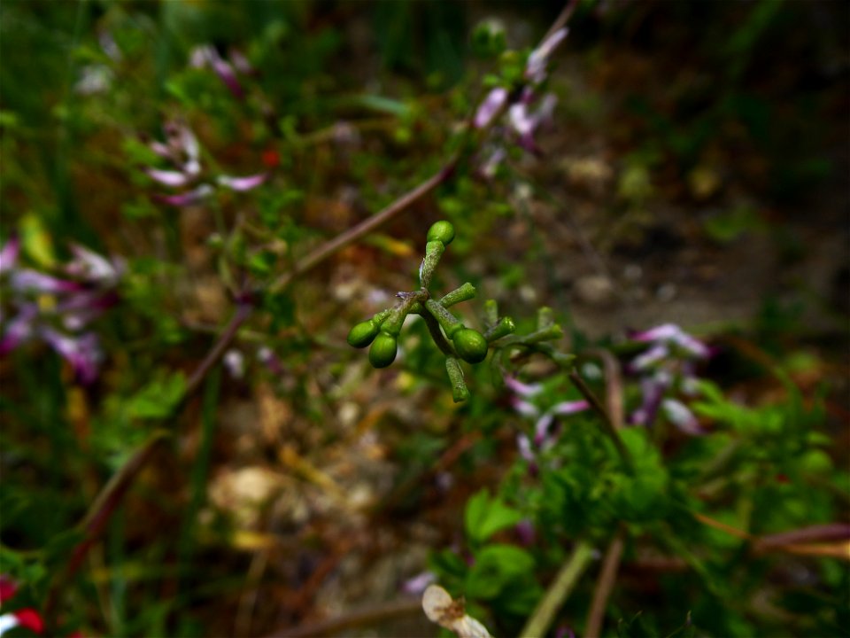 Fumaria cf. bastardii Boreau, 1847