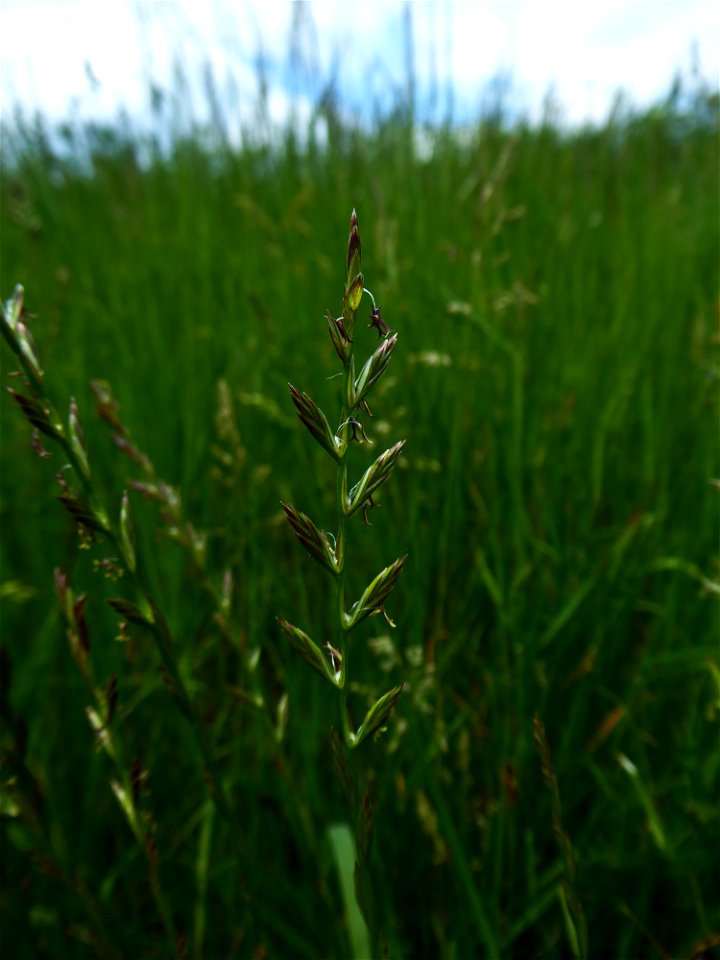 Lolium perenne L., 1753