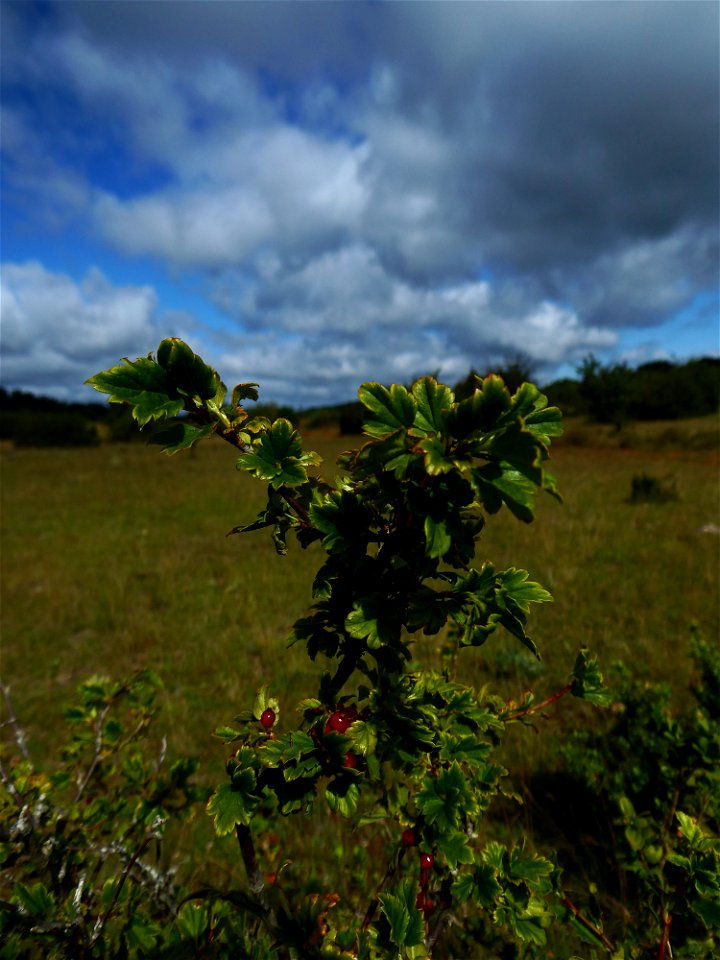 Ribes alpinum L., 1753