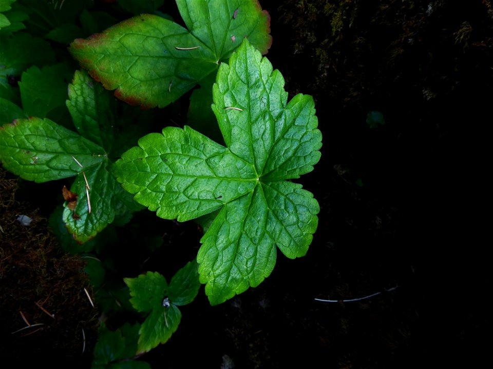 Geranium nodosum L., 1753