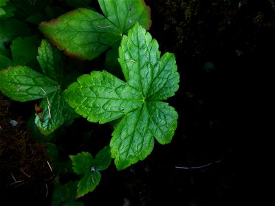 Geranium nodosum L., 1753