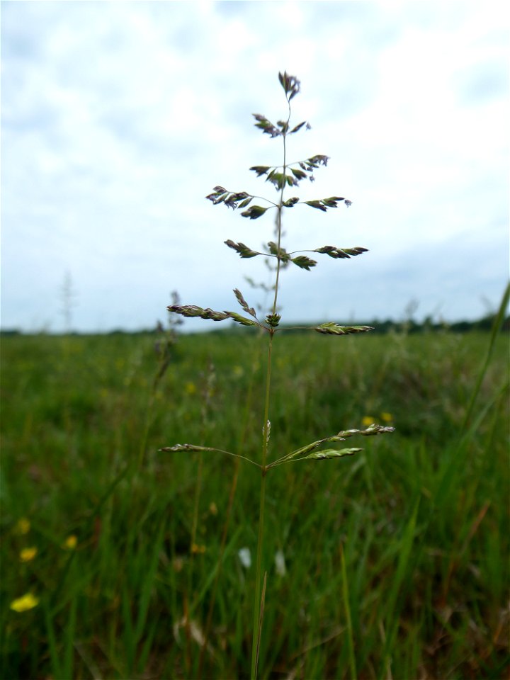 Poa trivialis L., 1753