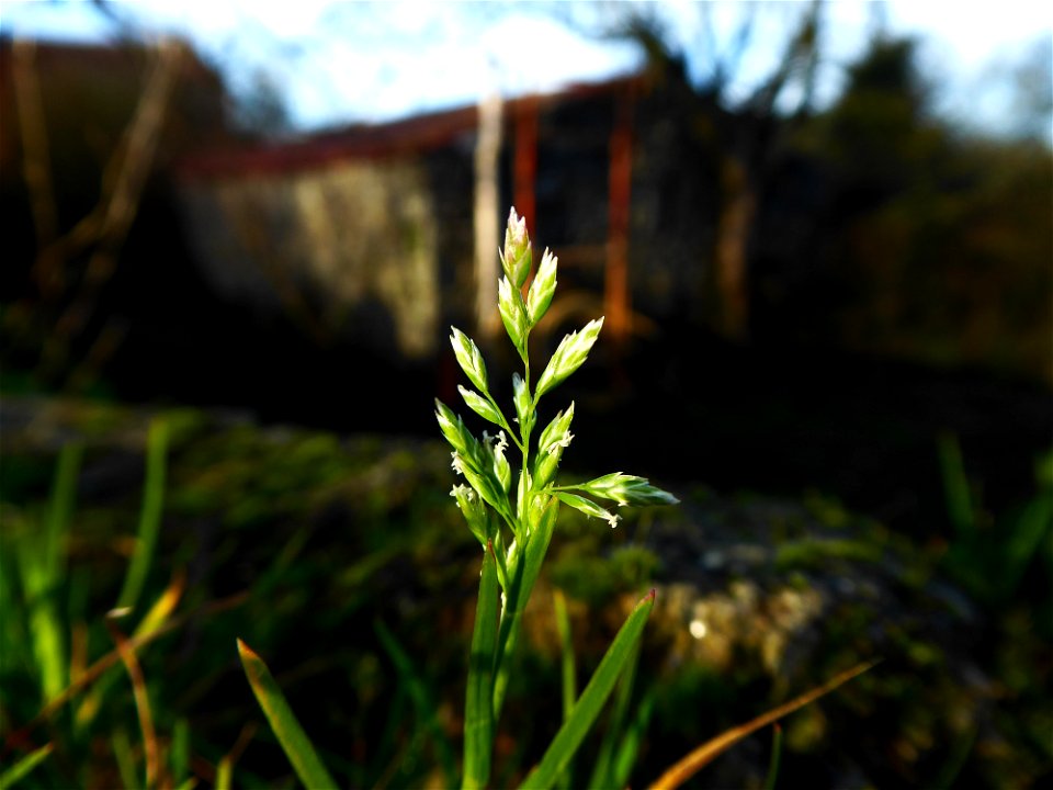 Poa annua L., 1753