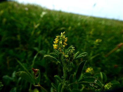 Melilotus indicus (L.) All., 1785