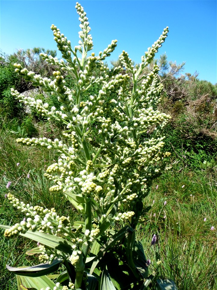 Veratrum album L., 1753