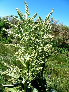 Veratrum album L., 1753