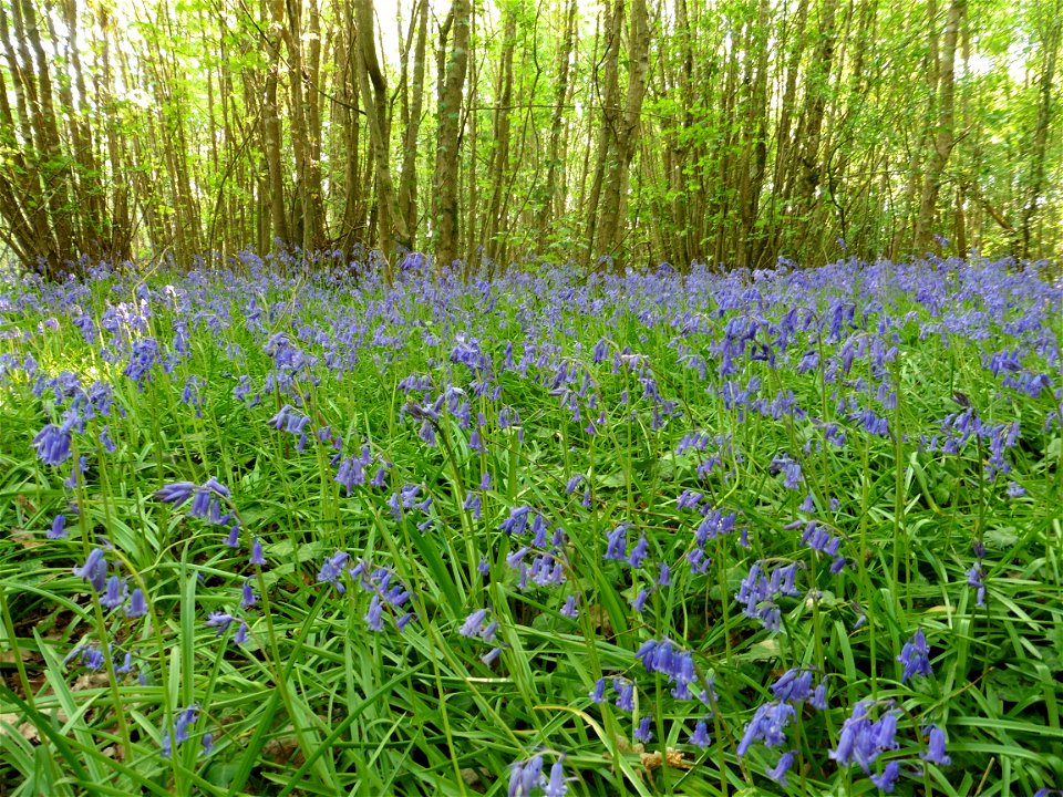Hyacinthoides non-scripta (L.) Chouard ex Rothm., 1944