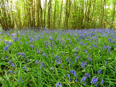 Hyacinthoides non-scripta (L.) Chouard ex Rothm., 1944