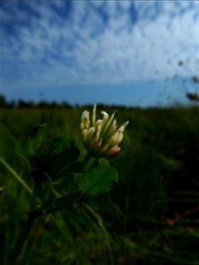Trifolium michelianum Savi, 1798
