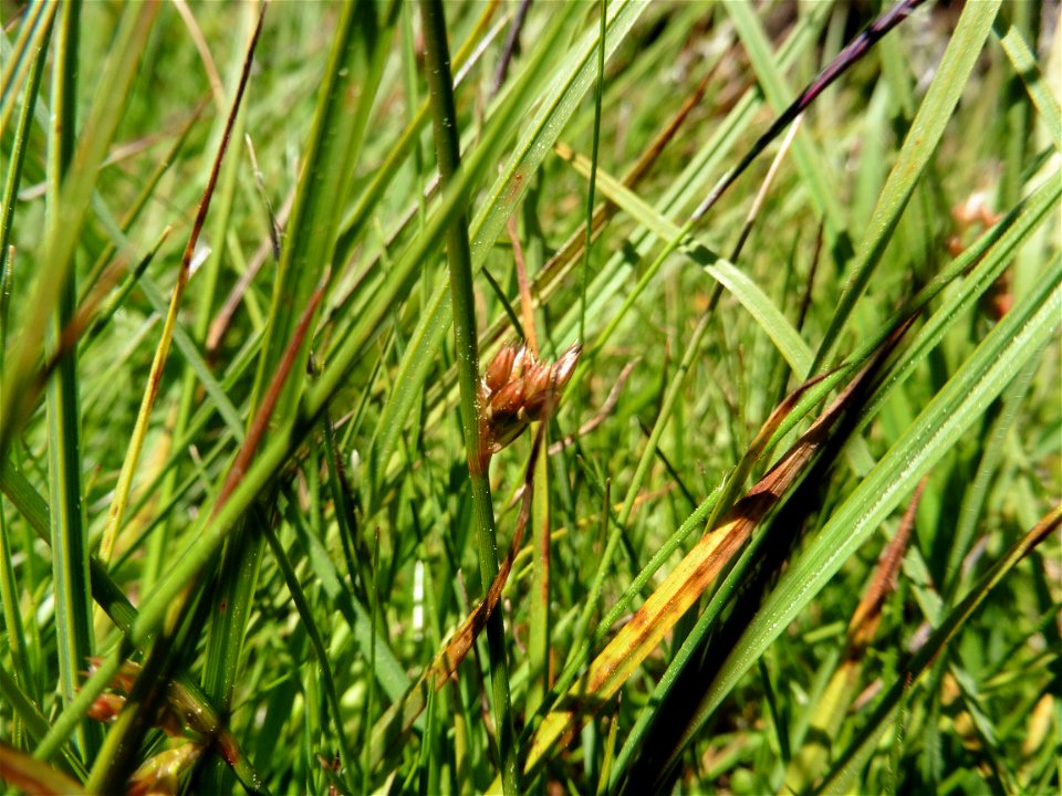 Juncus filiformis L., 1753