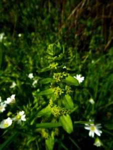 Cruciata laevipes Opiz, 1852