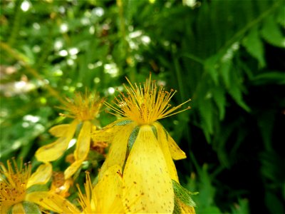 Hypericum montanum L., 1755