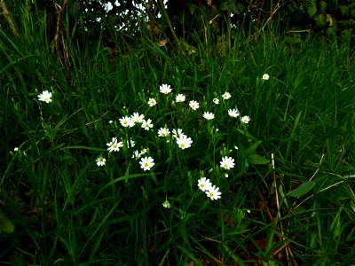 Stellaria holostea L., 1753