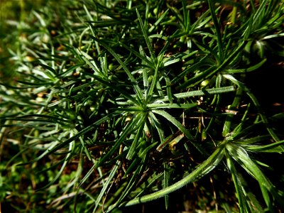 Plantago holosteum Scop., 1771