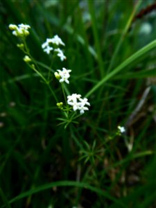 Galium cf. pumilum Murray, 1770