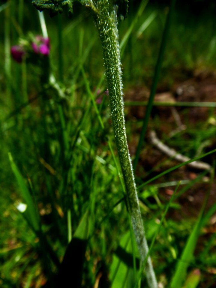 Pedicularis pyrenaica J.Gay, 1832