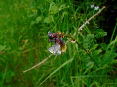 Vicia sepium L., 1753