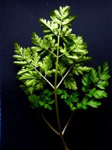 Anthriscus sylvestris (L.) Hoffm., 1814