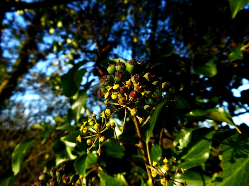 Hedera helix L., 1753