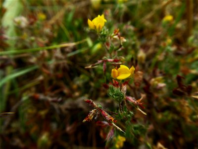Lotus hispidus Desf. ex DC., 1805