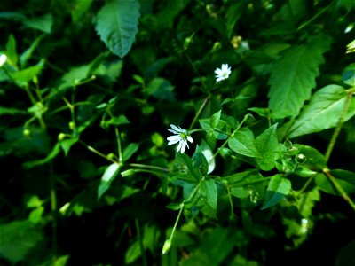 Myosoton aquaticum (L.) Moench, 1794