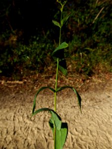 Hypericum montanum L., 1755