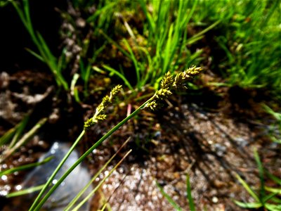 Carex canescens L., 1753