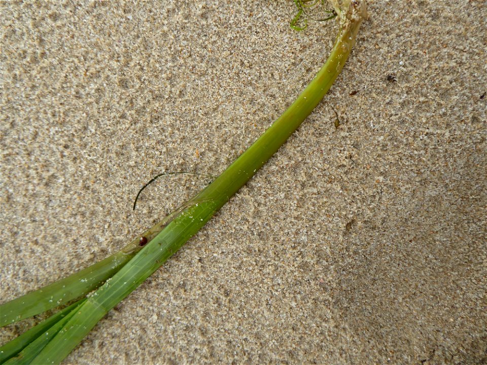 Zostera marina L., 1753