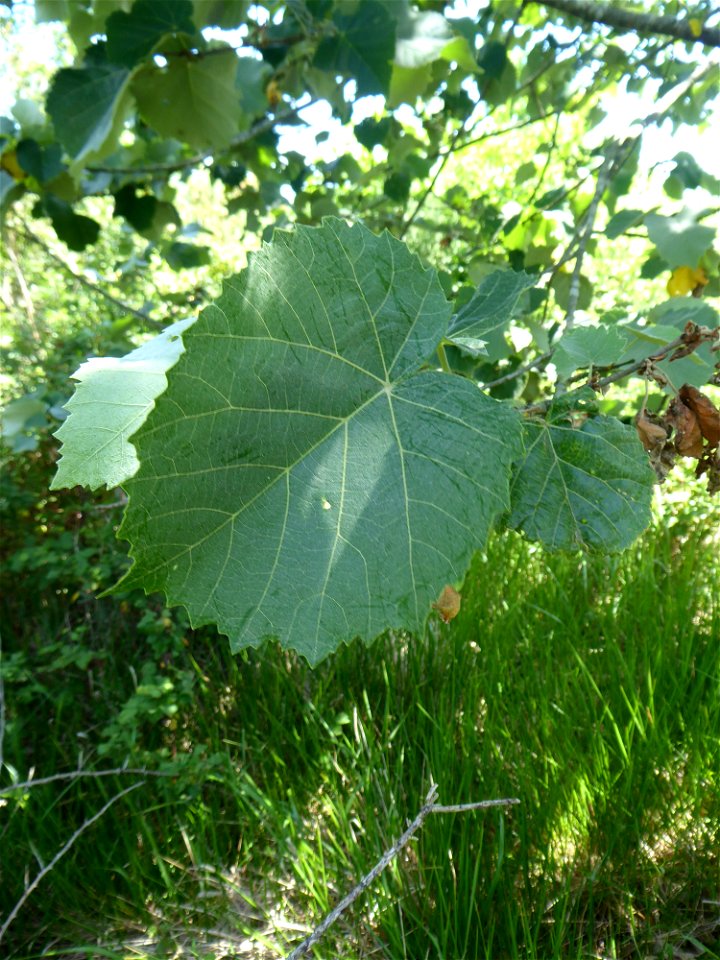 Tilia tomentosa Moench, 1785