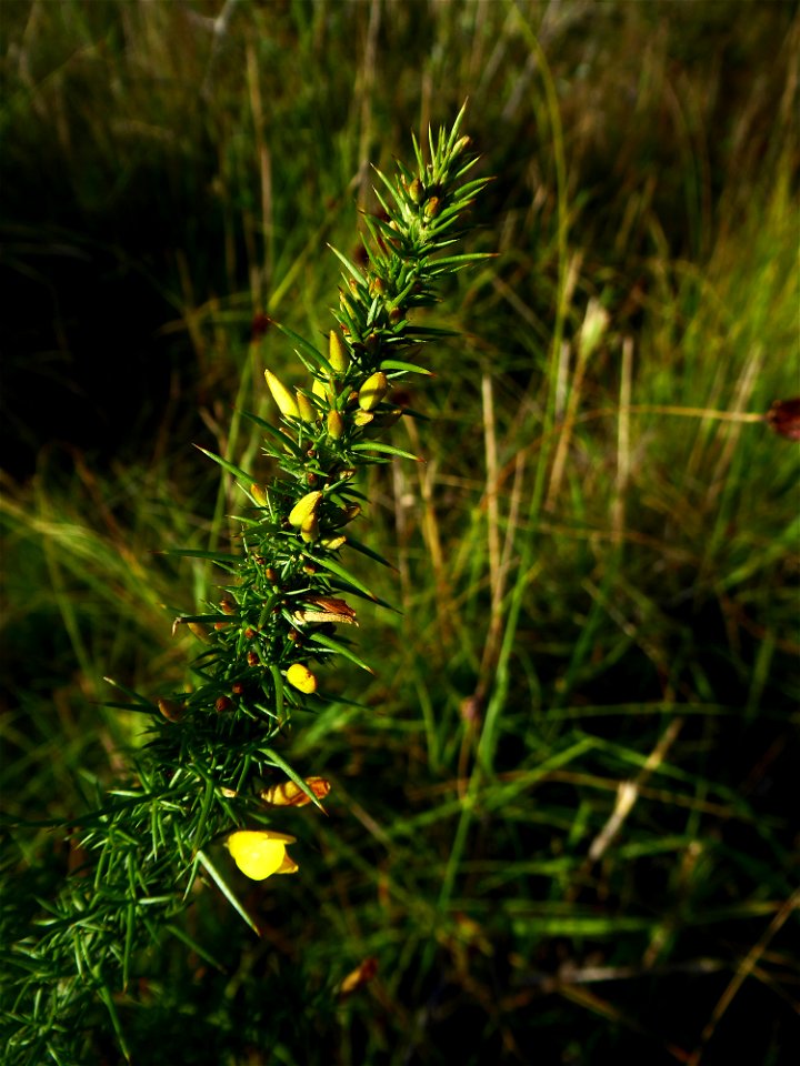 Ulex minor Roth, 1797