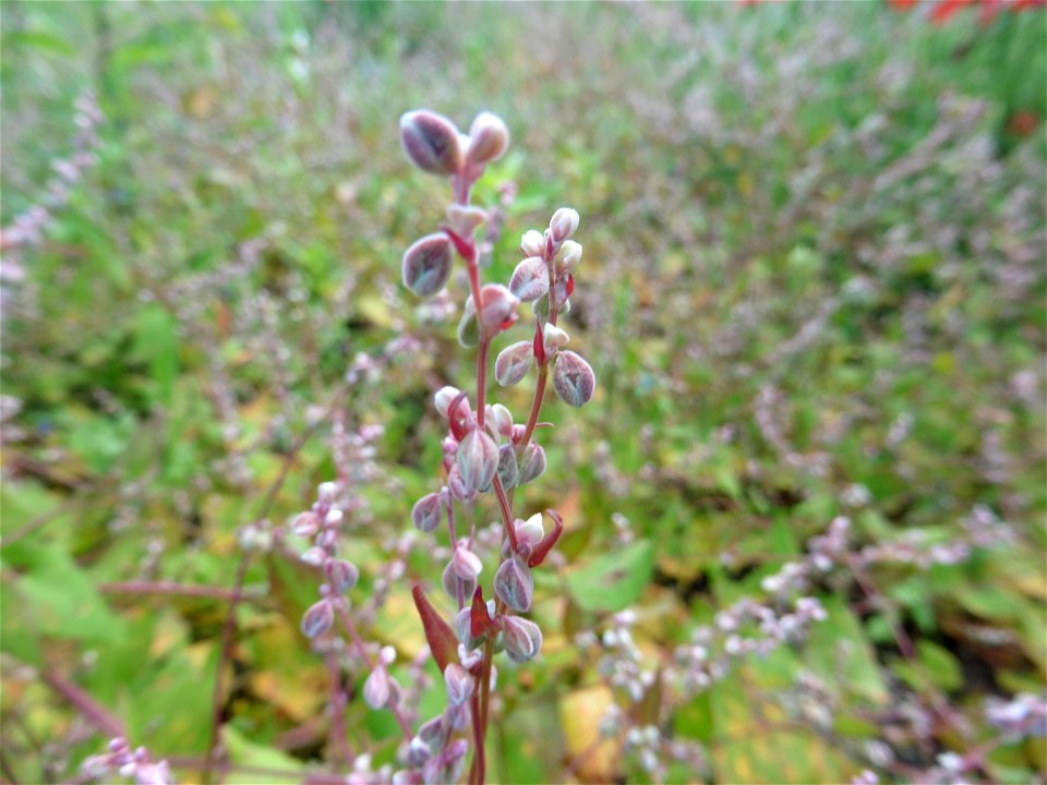 Fallopia convolvulus (L.) Á.Löve, 1970