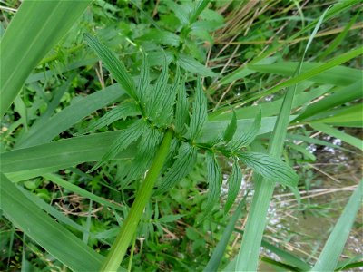 Valeriana officinalis L., 1753