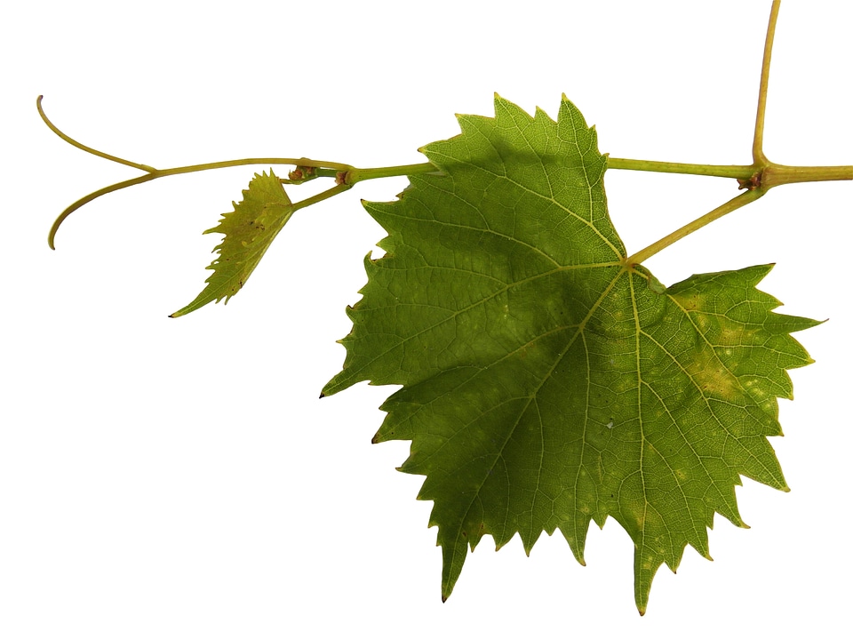 Wine wine leaf leaf
