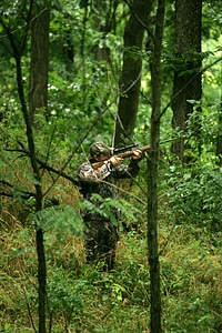 Animal jaeger tree photo