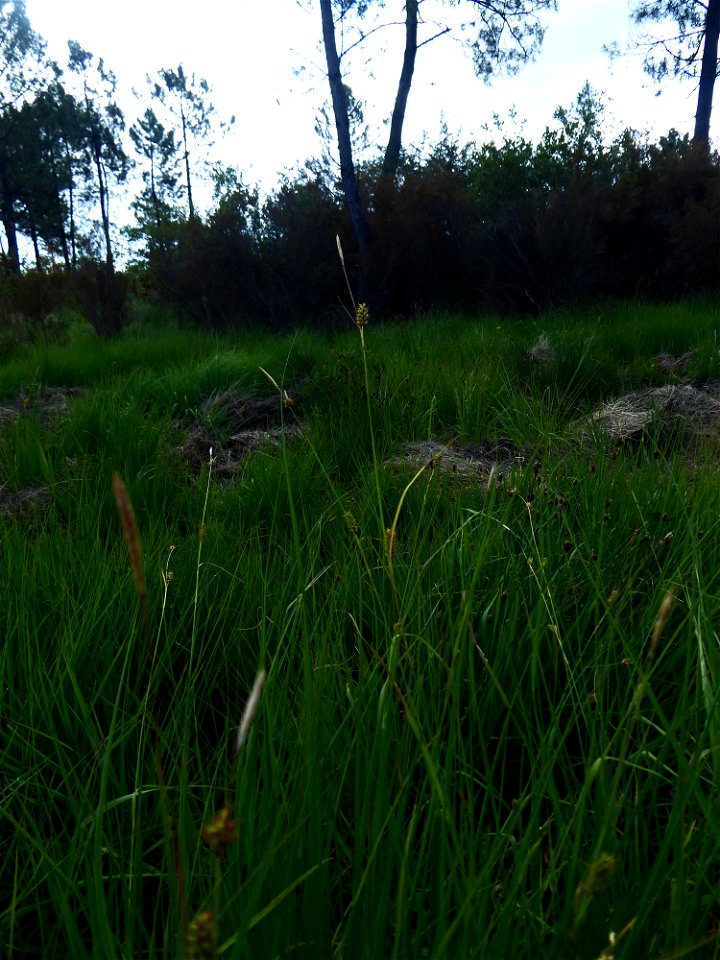 Carex hostiana DC., 1813