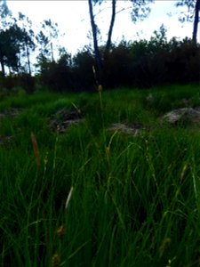 Carex hostiana DC., 1813